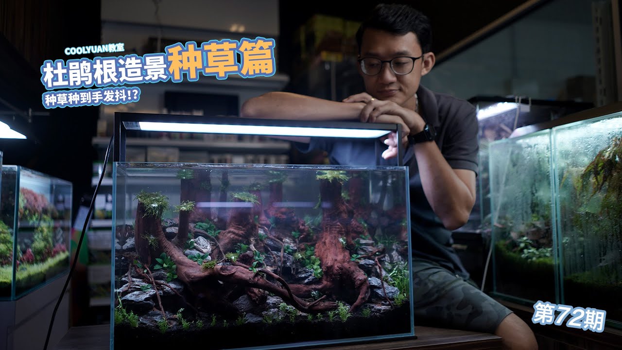 杜鹃根造景种草篇种草种到手发抖！？ep72