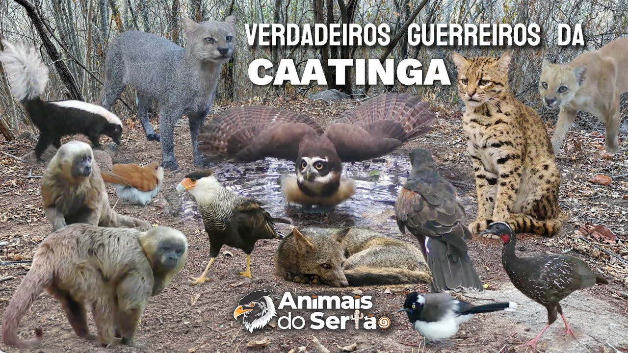 QUANDO A VIDA ENCONTRA UMA NOVA CHANCE NO CORAÇÃO DO SERTÃO