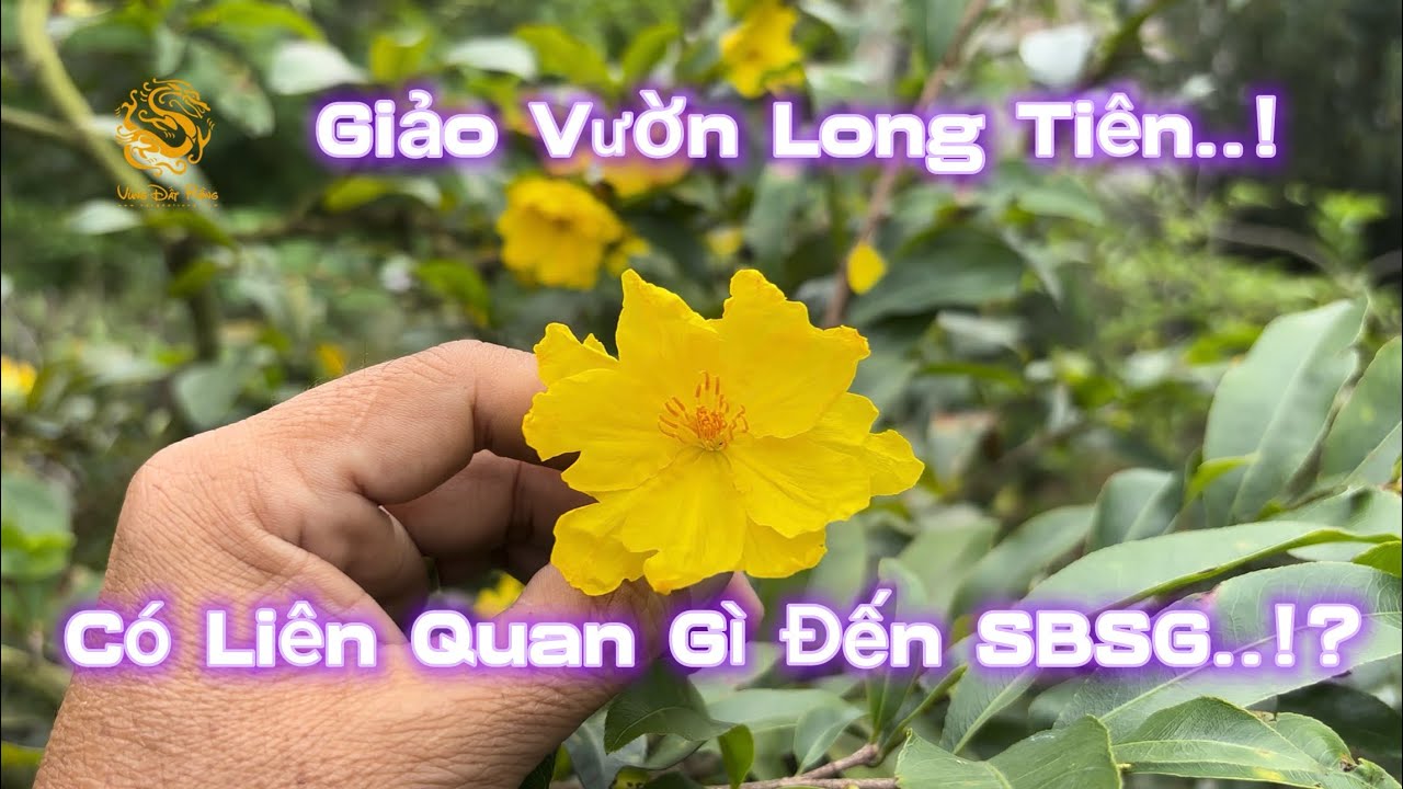 💥Nguồn gốc “Giảo Vườn” ở Cai Lậy có liên quan gì đến giống Mai Siêu Bông Sài Gòn?|Vùng Đất Rồng 