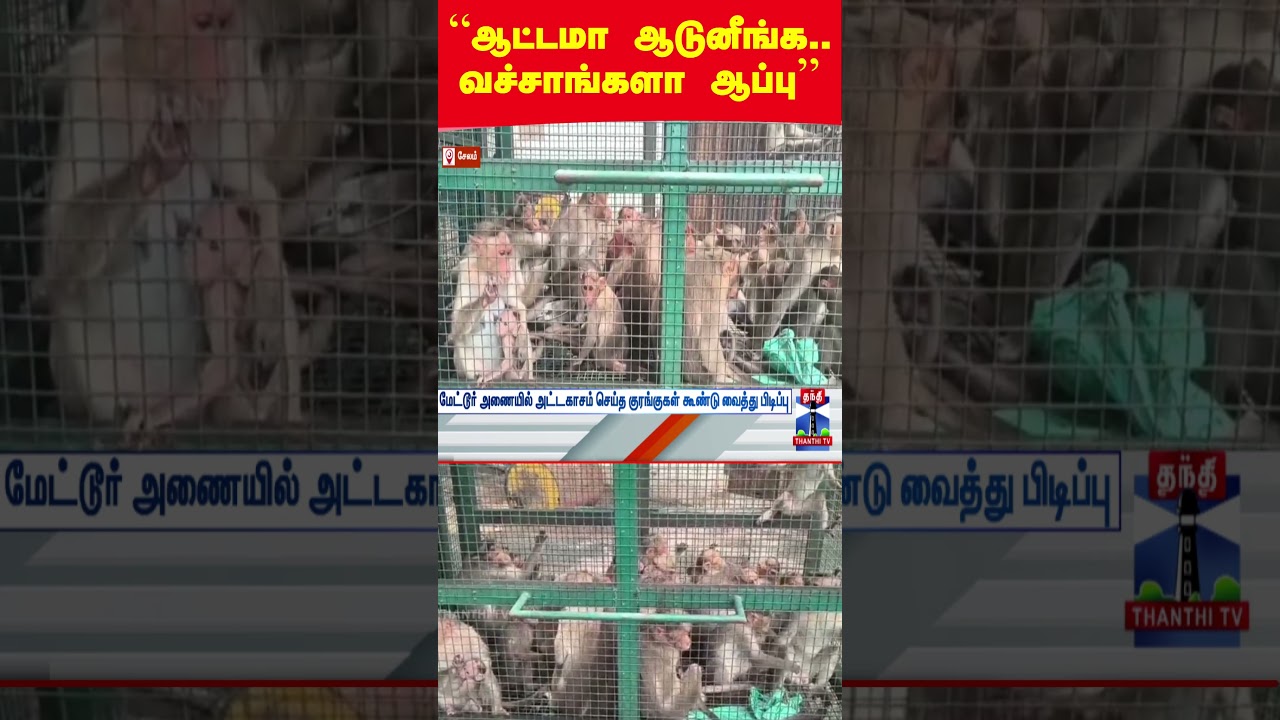mettur dam | mettur | salem | monkey | forest department