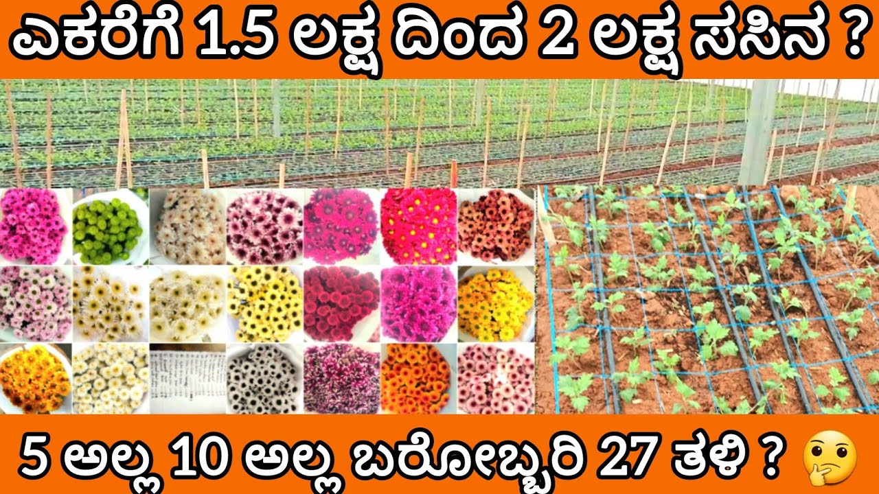 ಯಾಪ್ಪ ಒಂದು ಮೀಟರ್ ಬೆಡ್ ನಲ್ಲಿ 8 ಸಸಿ ಈ ತಳಿಗಳಿಗೆ ಪಿಂಚಿಂಗ್ ಮಾಡಲ್ಲ | 27 different types of chrysanthemums 