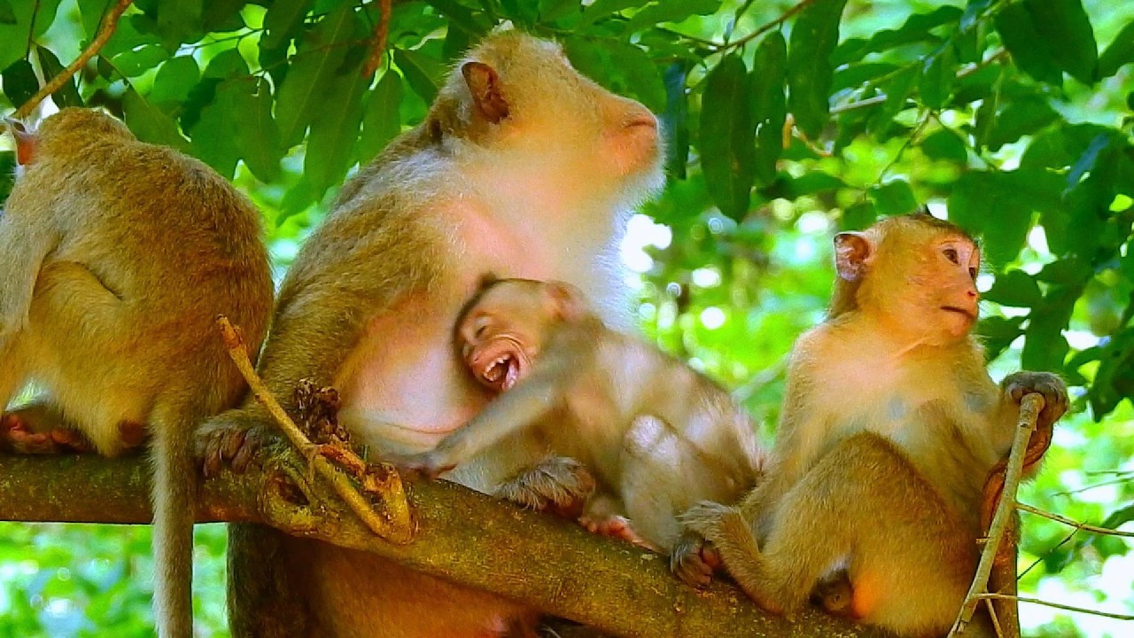...SO CUTE MONKEY...!