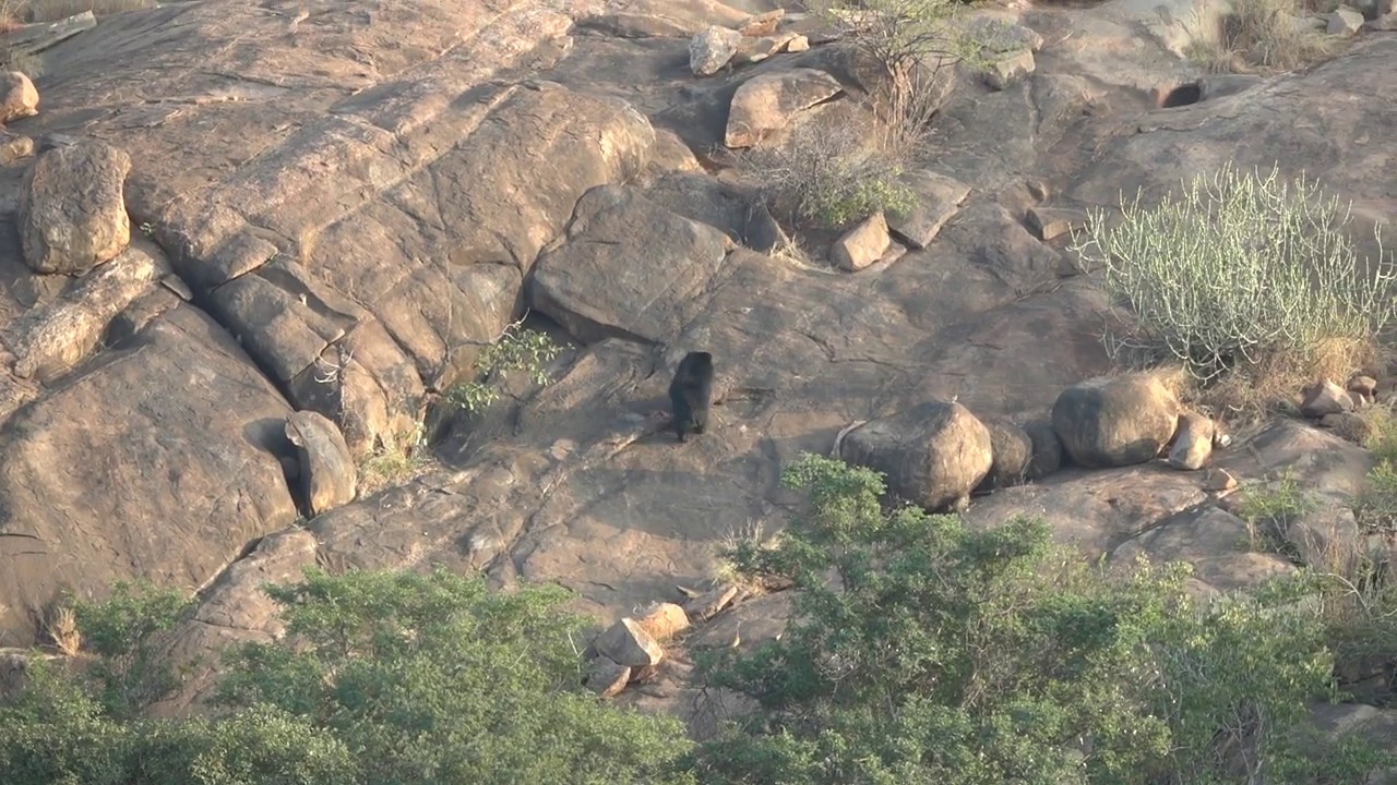 Sloth Bear in his habitat at Daroji Sloth Bear Sanctuary