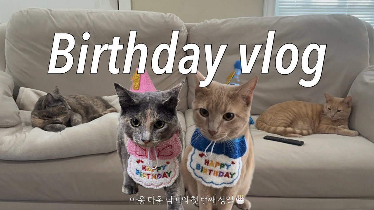 🇺🇸 아옹 다옹 남매의 묘생 첫 생일파티 🎂