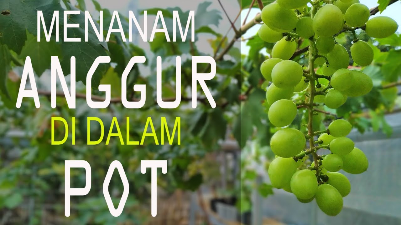 Budidaya Anggur Tabulampot - Optimis Berbuah Di Lahan Sempit