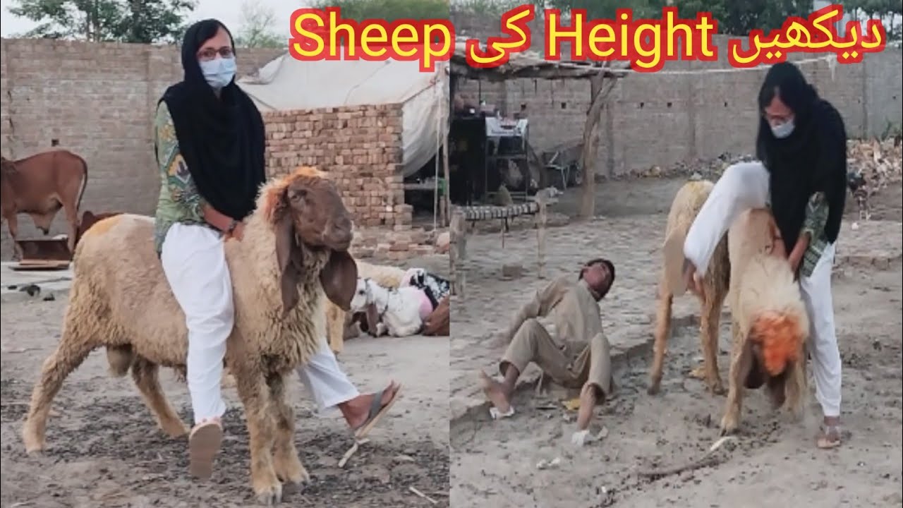 Big Sheep Full Weight Riding ll Long Duration Sheep Riding ll Rj imrana