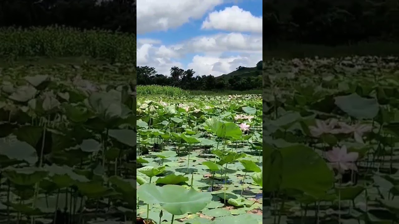 #nature