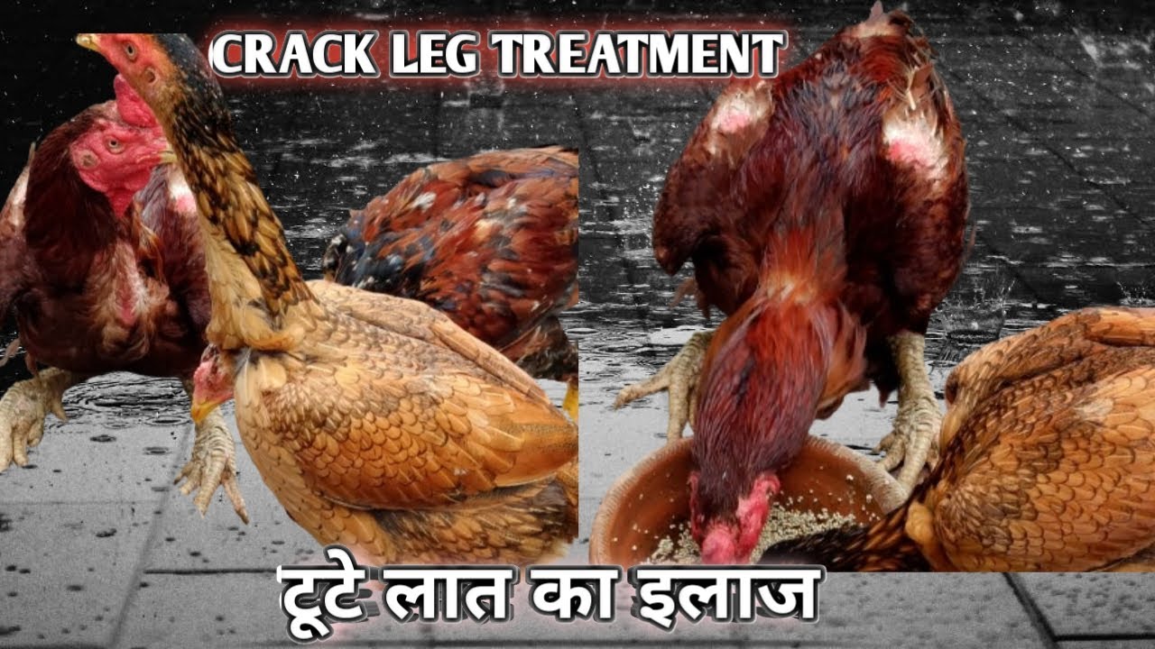 Aseel Leg Crack Treatment for aseel. Tuti hui tang ka ilaj by @sukreetjaggi