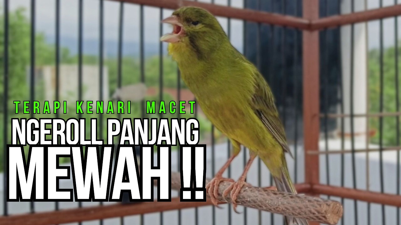 Kenari GACOR ngeroll PANJANG AMPUH untuk PANCINGAN & MASTERAN Kenari PAUD cepat BUNYI !!