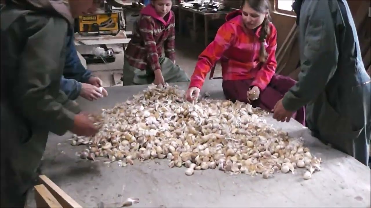 Fall Garlic Seeding