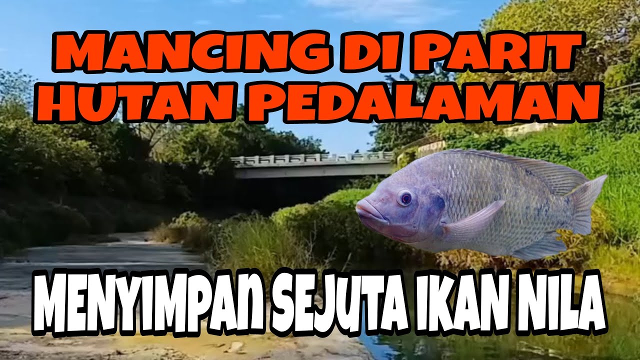 HUTAN PEDALAMAN & PARIT SUNGAI YANG MENYIMPAN SEJUTA IKAN NILA