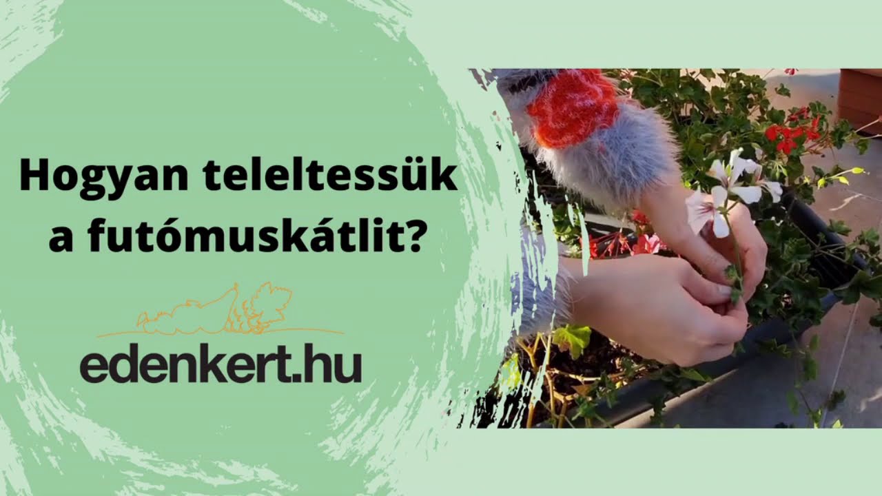 Hogyan teleltess&uuml;k a fut&oacute;musk&aacute;tlit?