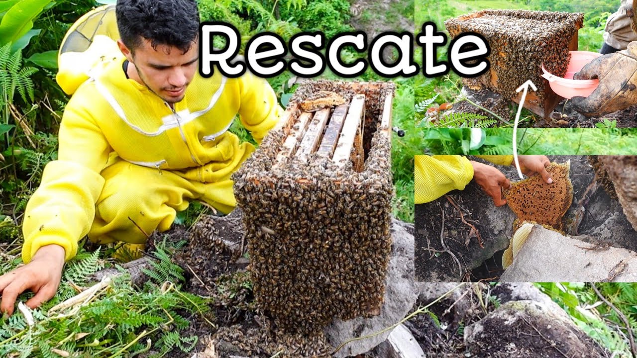 🐝 Captura de abejas silvestres  | killer bees ✅