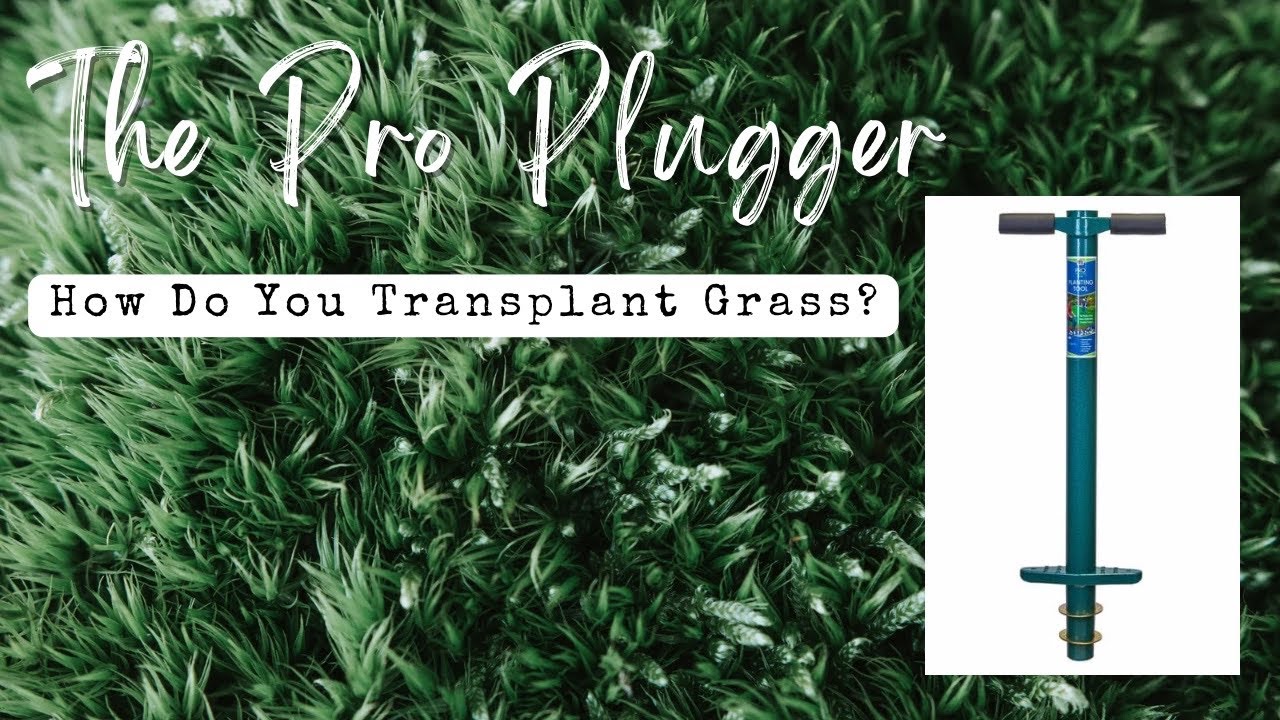 Как вырастить траву на засохших участках / Распаковка/обзор Pro Plugger #трава #pluggers