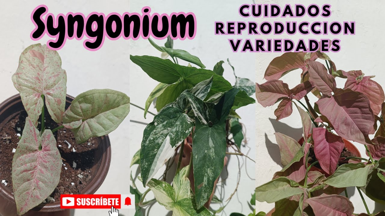 SYNGONIUM: Cuidados, reproducción y variedades / Tipos de singonio: milk confetti, variegado y pink