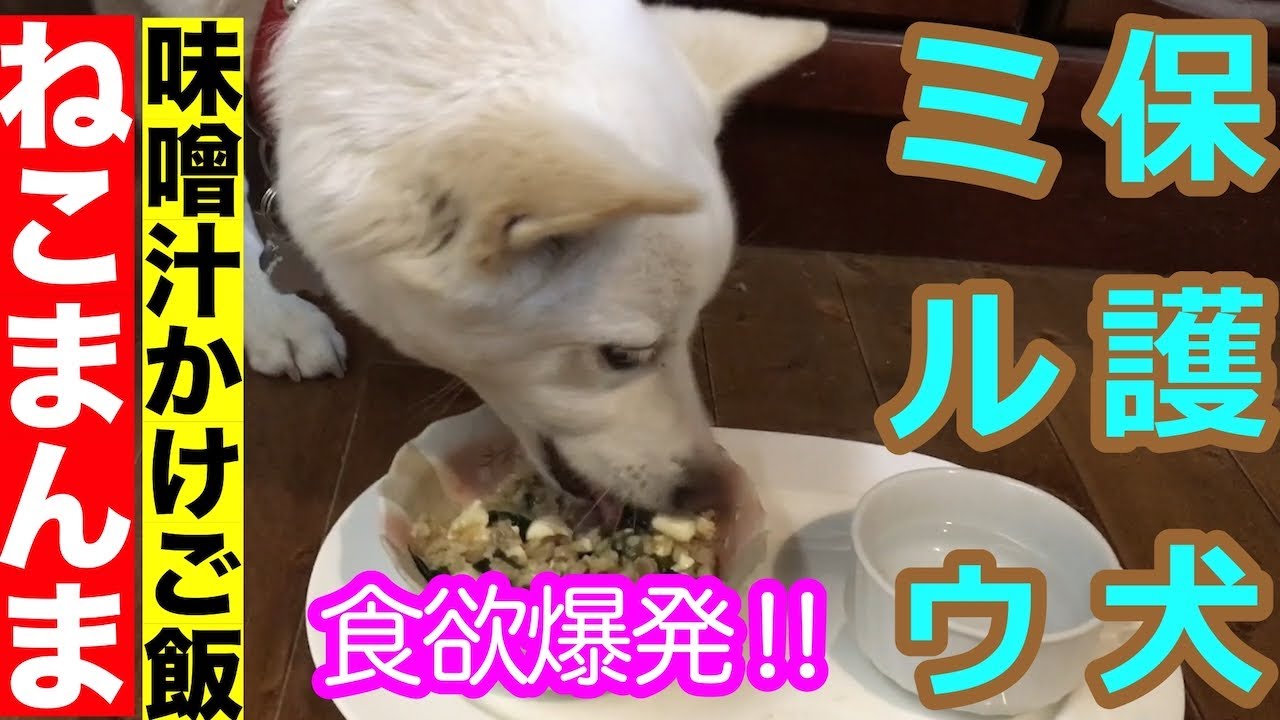 【保護犬ミルゥ】ねこまんまを食べる犬【味噌汁かけご飯】