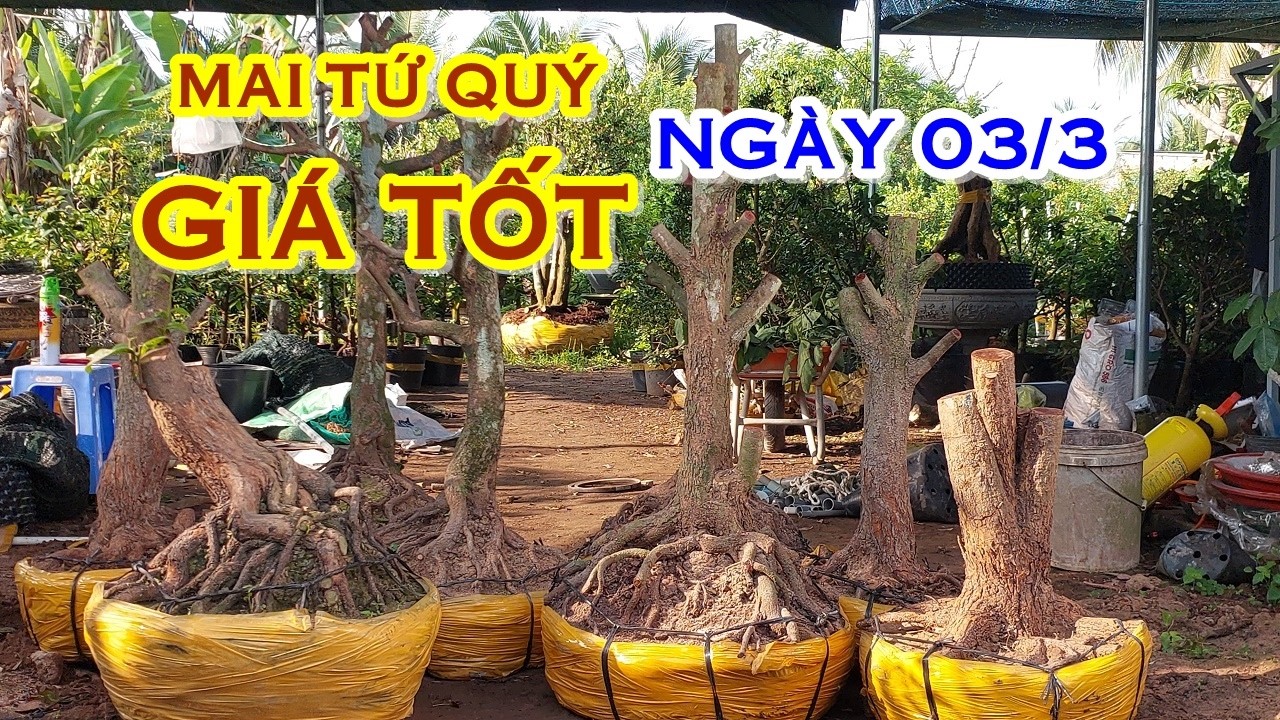 TÚ 📲 O764O69941 GIÁ TỐT - MAI TỨ QUÝ DÁNG ĐẸP GIAO LƯU NGÀY 03/3 