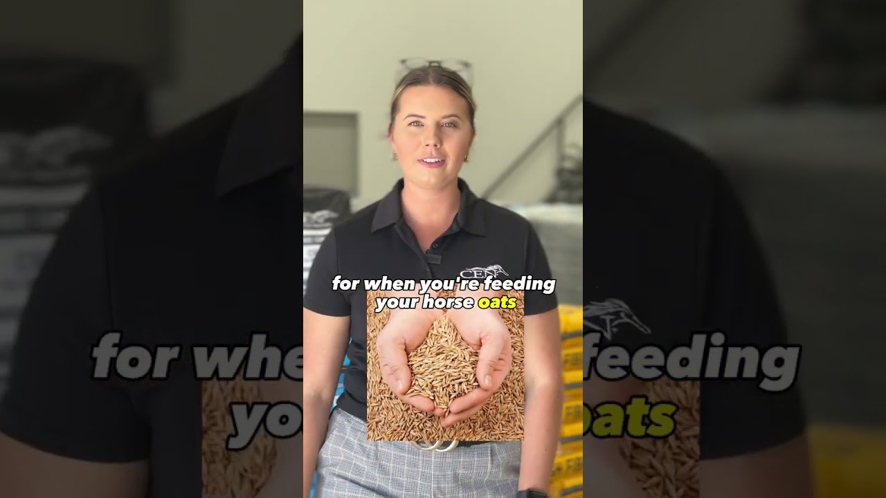 Can I feed my horse oats?