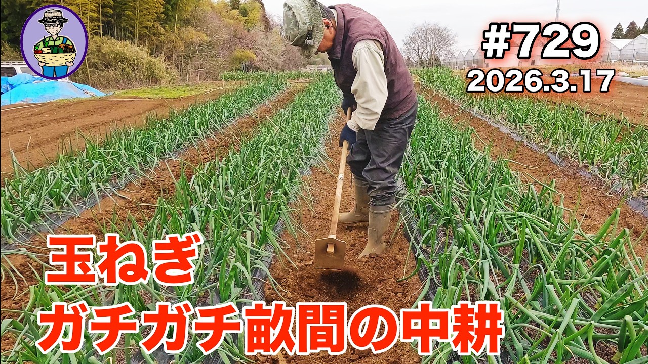【玉ねぎ】 第729話、雨の後、消毒で歩きまると畝間がガチガチに！！管理機で中耕する。ほか、にんにくの６回目の消毒をする。#オーガニック栽培 #家庭菜園 #農業VLOG