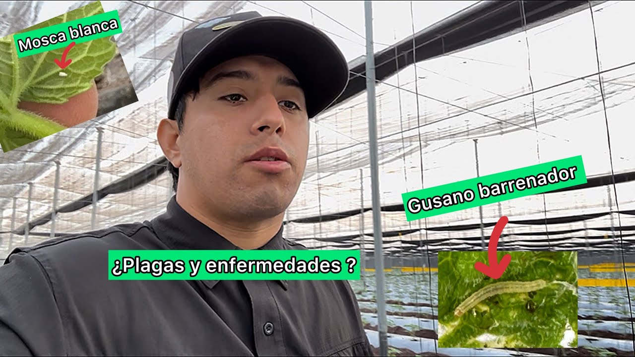As&iacute; es un d&iacute;a de chequeo de plagas y enfermedades @LinkSinaloa 