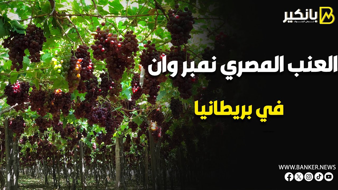 بـ 105 ملايين دولار.. العنب المصري يكتسح الأسواق البريطانية ويحقق رقماً قياسياً!