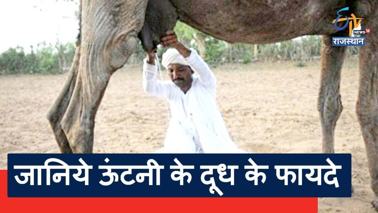सेहत का सफेद सोना | जानिये ऊंटनी के दूध के फायदे