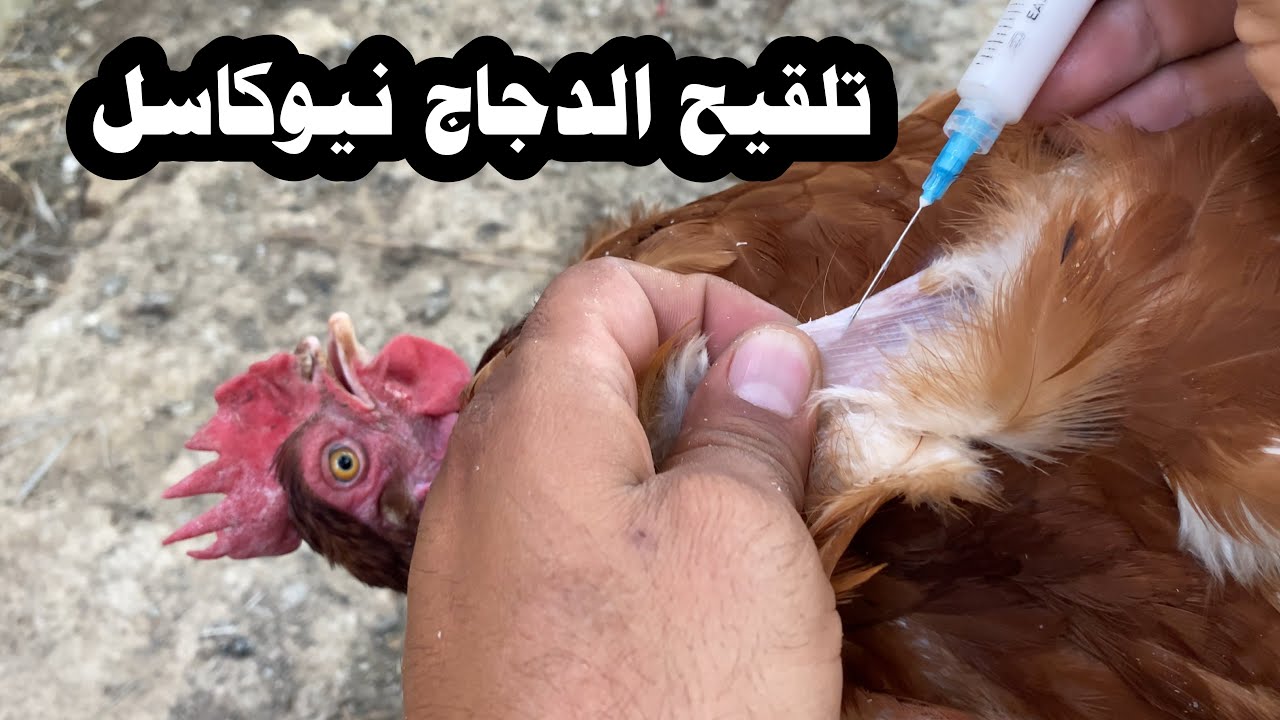 تلقيح الدجاج ضد مرض النيوكاسل لقاح تحت الجلد