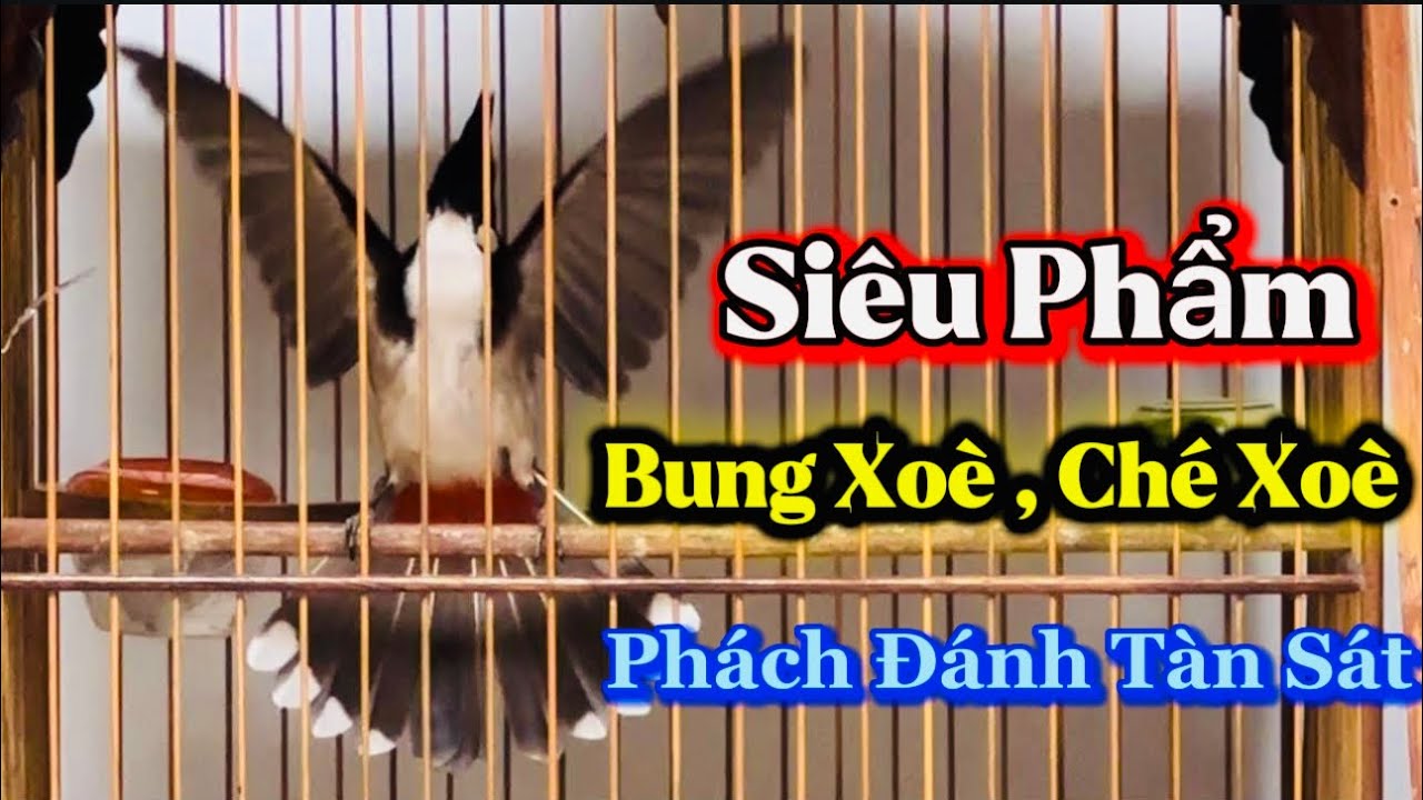 THANH LÝ CHIM ĐẦU GIÀN PHÁCH ĐÁNH ĐẤU TRƯỜNG , NẾT ĐẤU ĐỈNH CAO , CHẠY CẦU BUNG XOÈ ĐẤU XOÈ MỀM