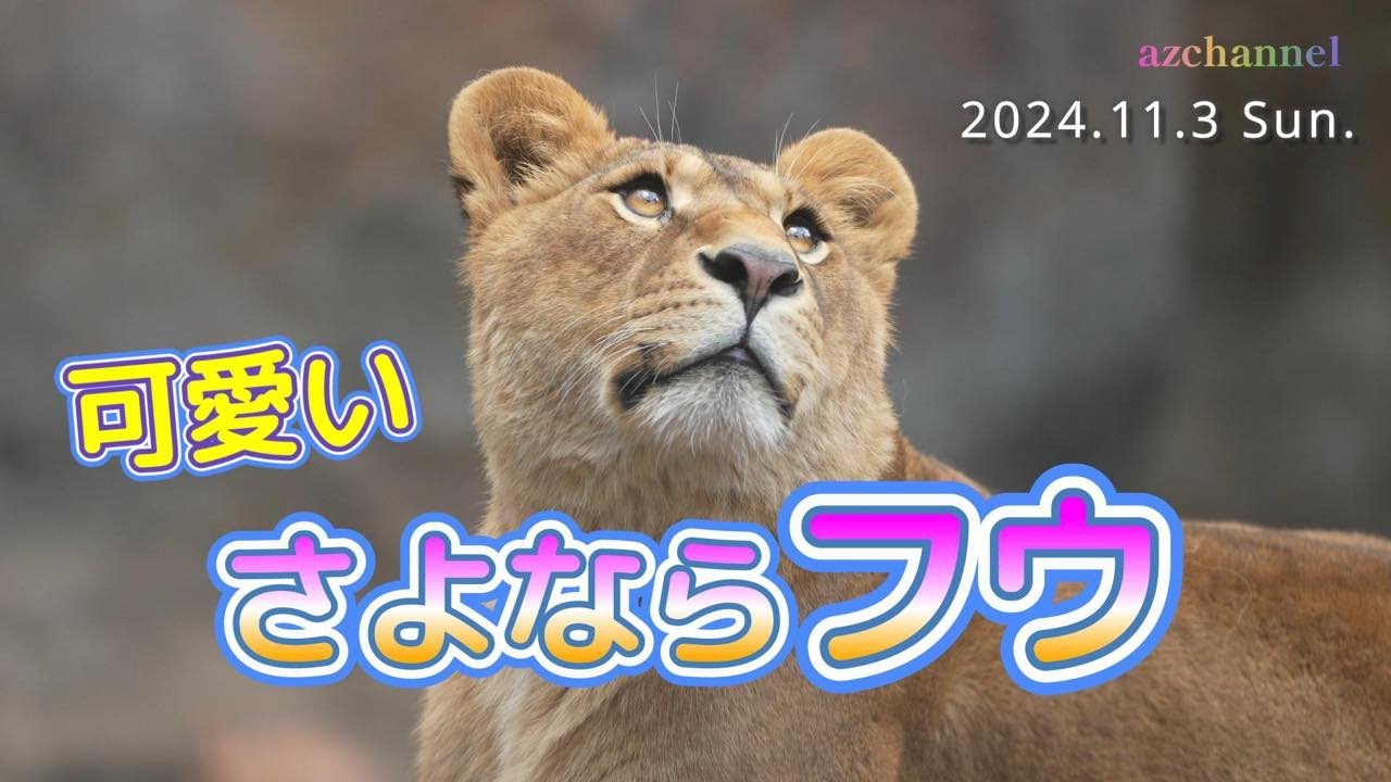 【旭山動物園ライオン】さよならフウ🎈笑顔をありがとう！2024年夏の開園最終日✨The cub lion Fu has reached the final day of the exhibition.