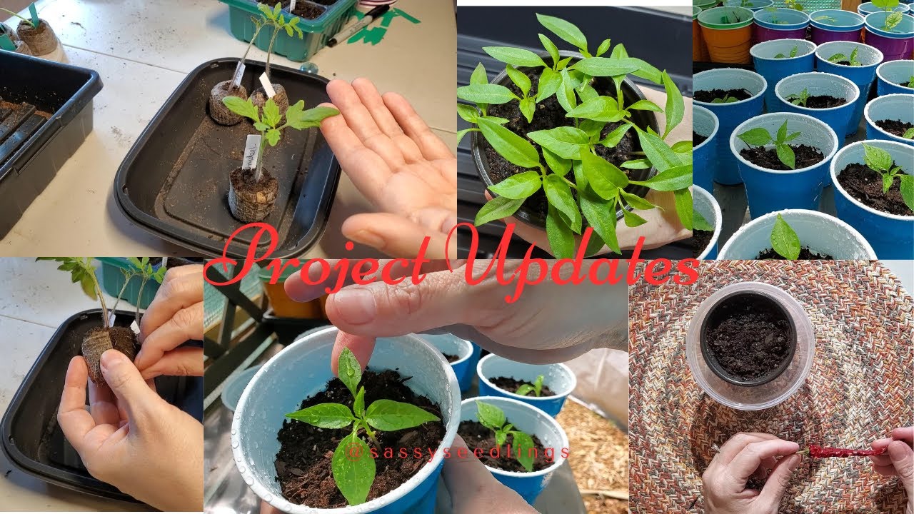 Updates on Tomatoes in Peat Pellets and Dehydrated Cayenne Seed Experiment #2