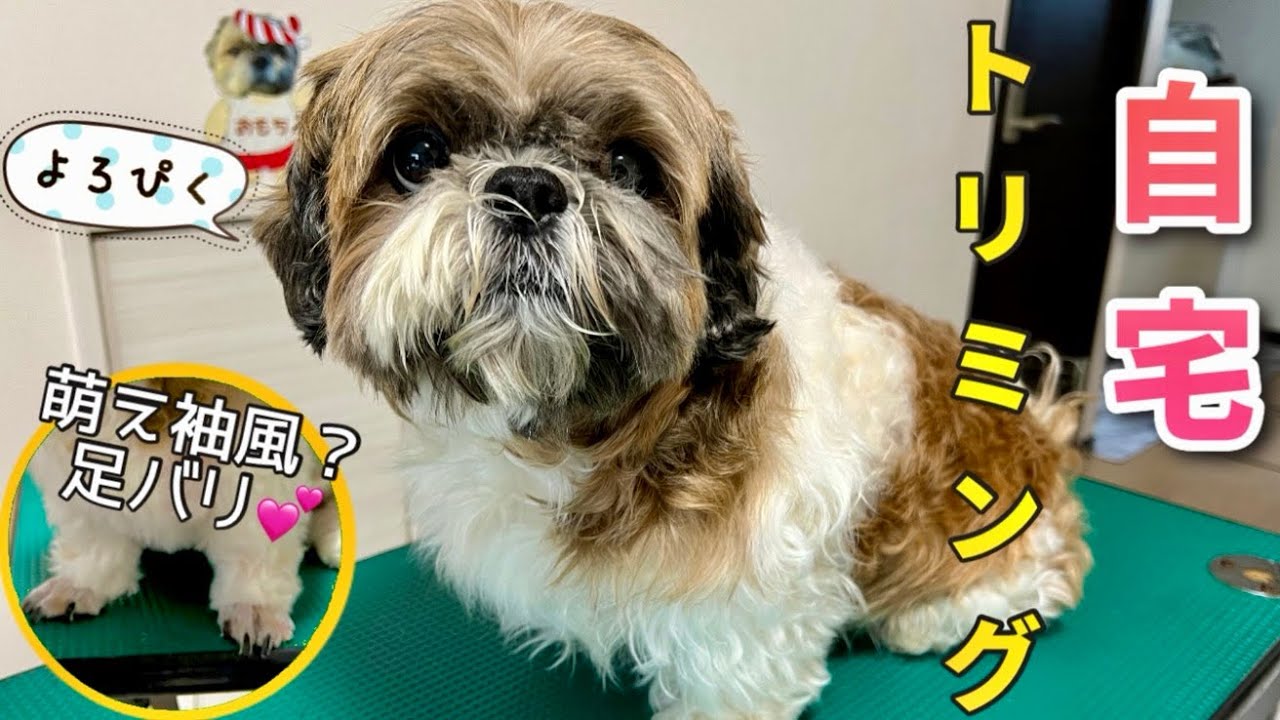 【シーズー/サバトラ】ボサボサになった愛犬を自宅トリミングで可愛く変身✂️体9ミリ、耳6ミリ