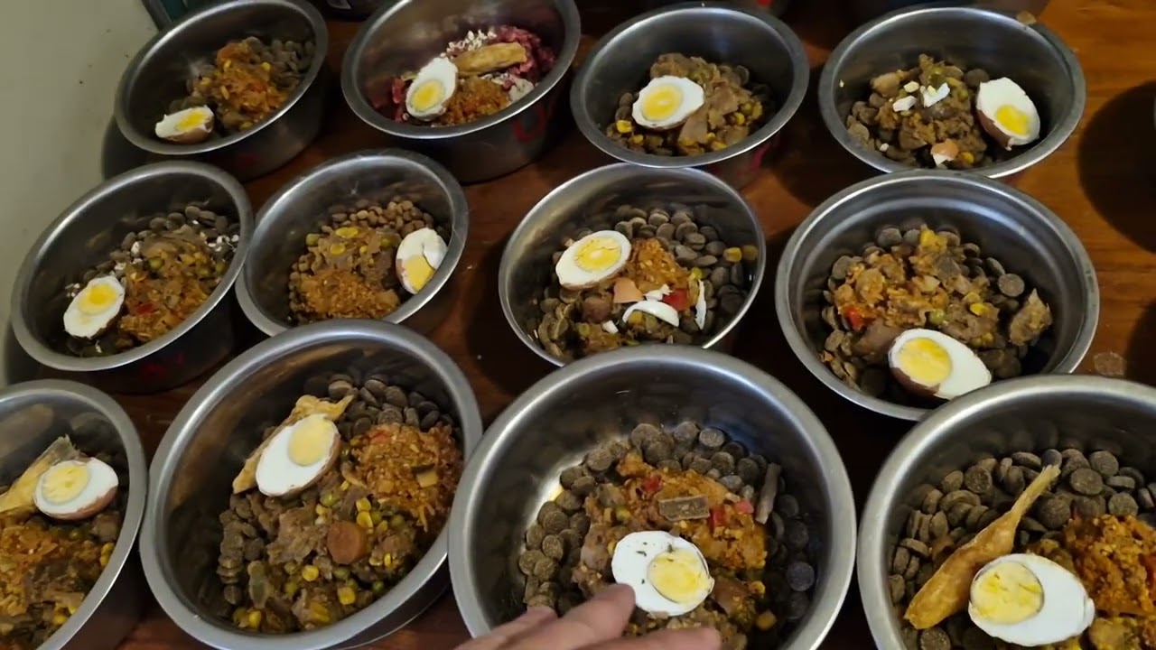 Budget Feeding Dogs v1