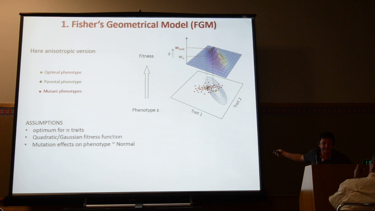 Martin: Fisher's geometrical model emerges as a property of complex integrated phenotypic networks