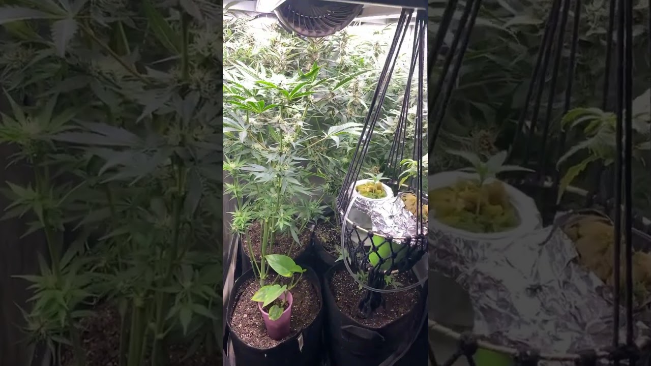 purple mindset doing well #organic