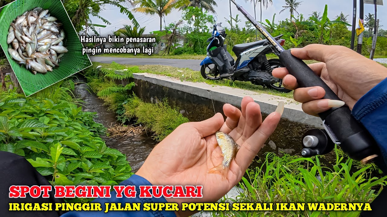 🍃 IRIGASI PINGGIR JALAN INI SUPER POTENSI SEKALI IKAN WADERNYA 💥 KALIAN HARUS COBA ‼️
