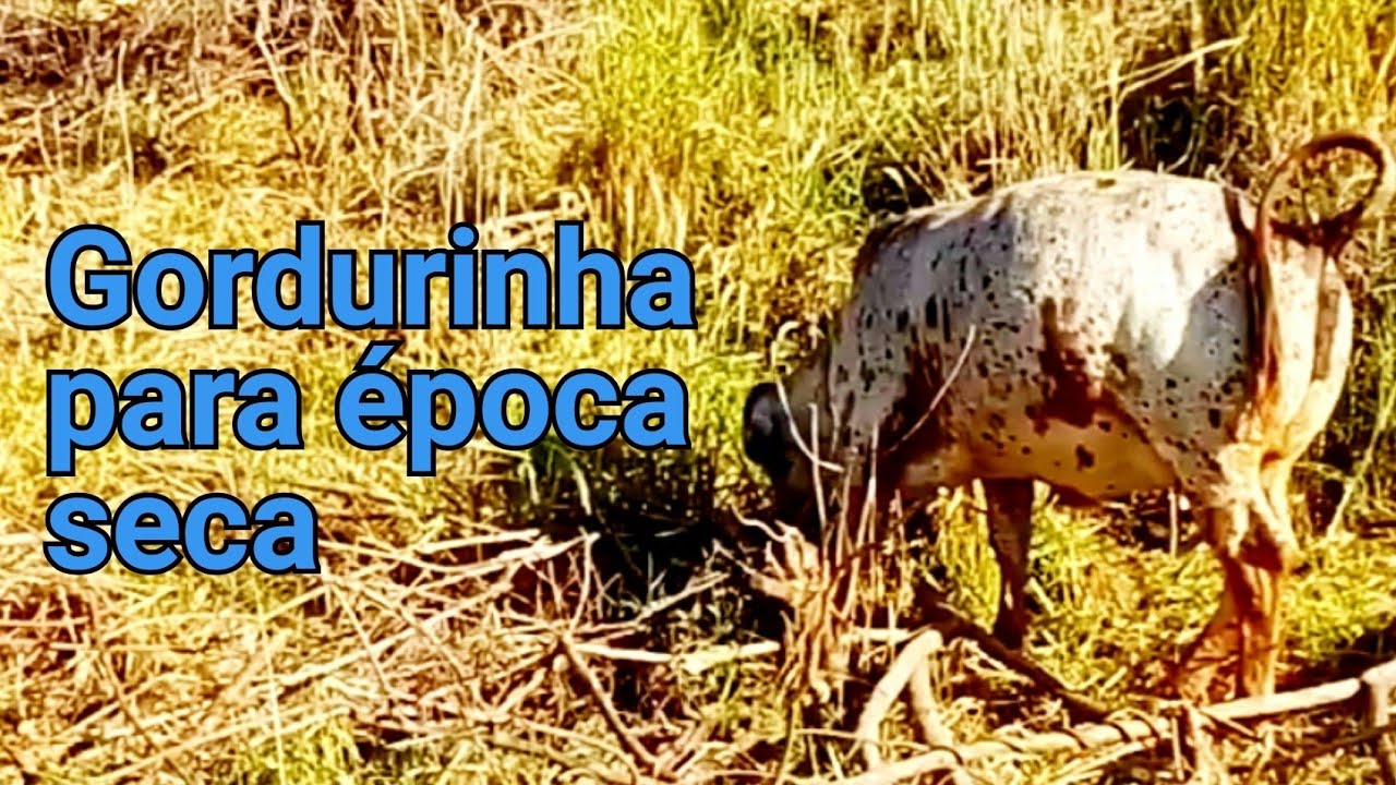 Compensa ter pasto vedado para usar na &eacute;poca seca???? Veja como est&aacute; o meu aqui...