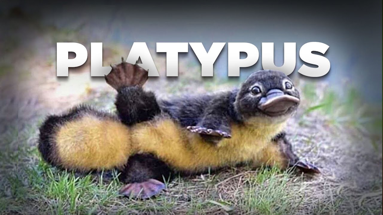 Platypus, Mamalia Petelur Berparuh Bebek #AlamSemenit