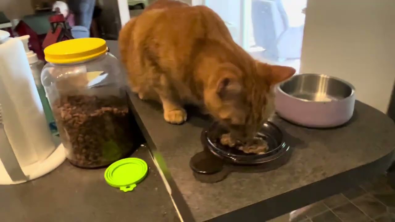 WHICH WAY DID HE GO