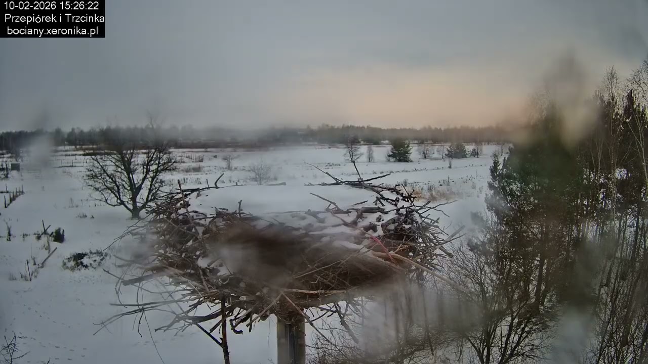 ⏳ Dzień w gnieździe bocianim w Trzcińcu - 10.02.2026