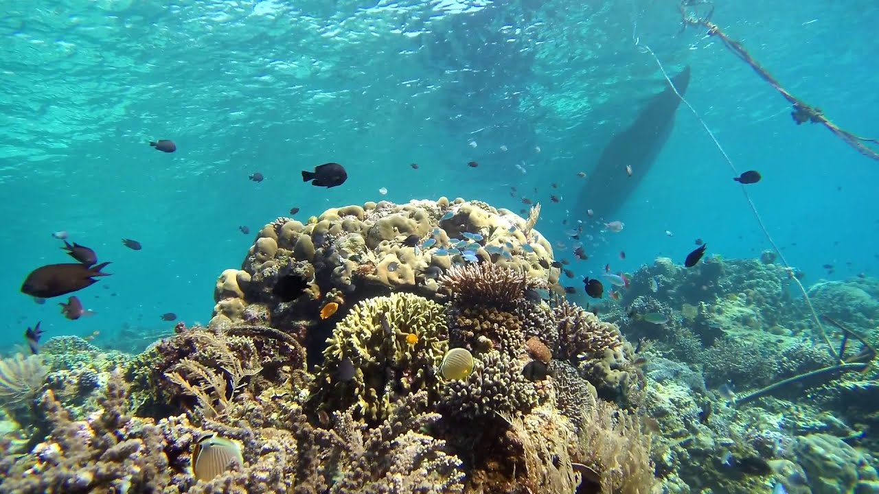 Diving Alor, 2019 (extended)