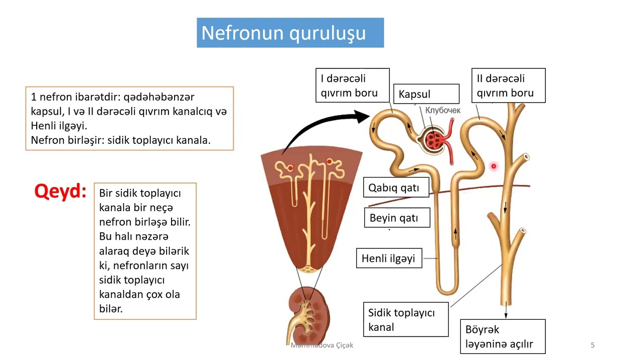 İfrazat sistemi 8ci sinif #biologiya #ifrazatsistemi #abituriyenthazırlığı #miq2023