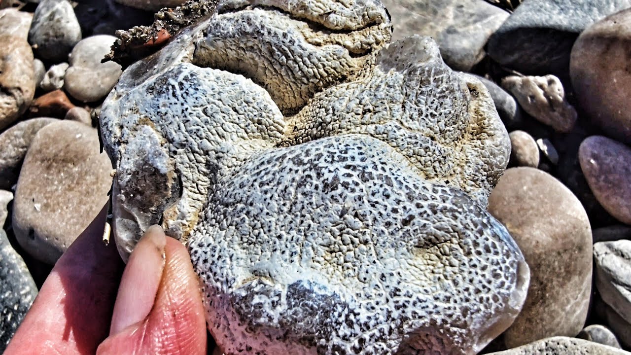 Incredible Snakeskin Agate Discovery in River Gravel!