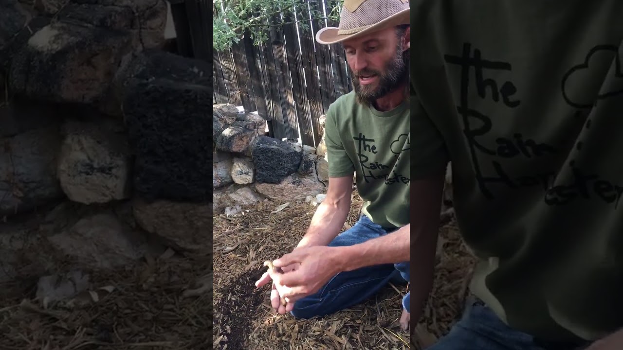 Water Harvesting for Soil Regeneration