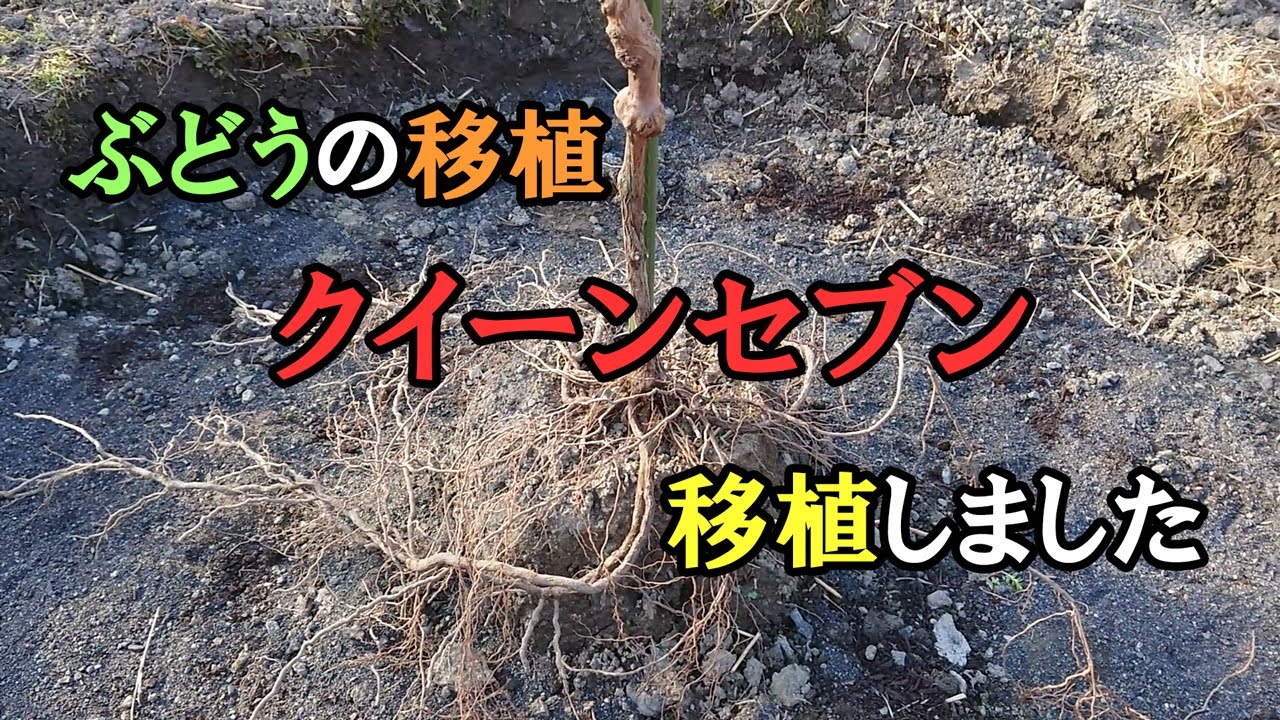 クイーンセブン2年目苗の移植を行いました 【ぶどうの移植】