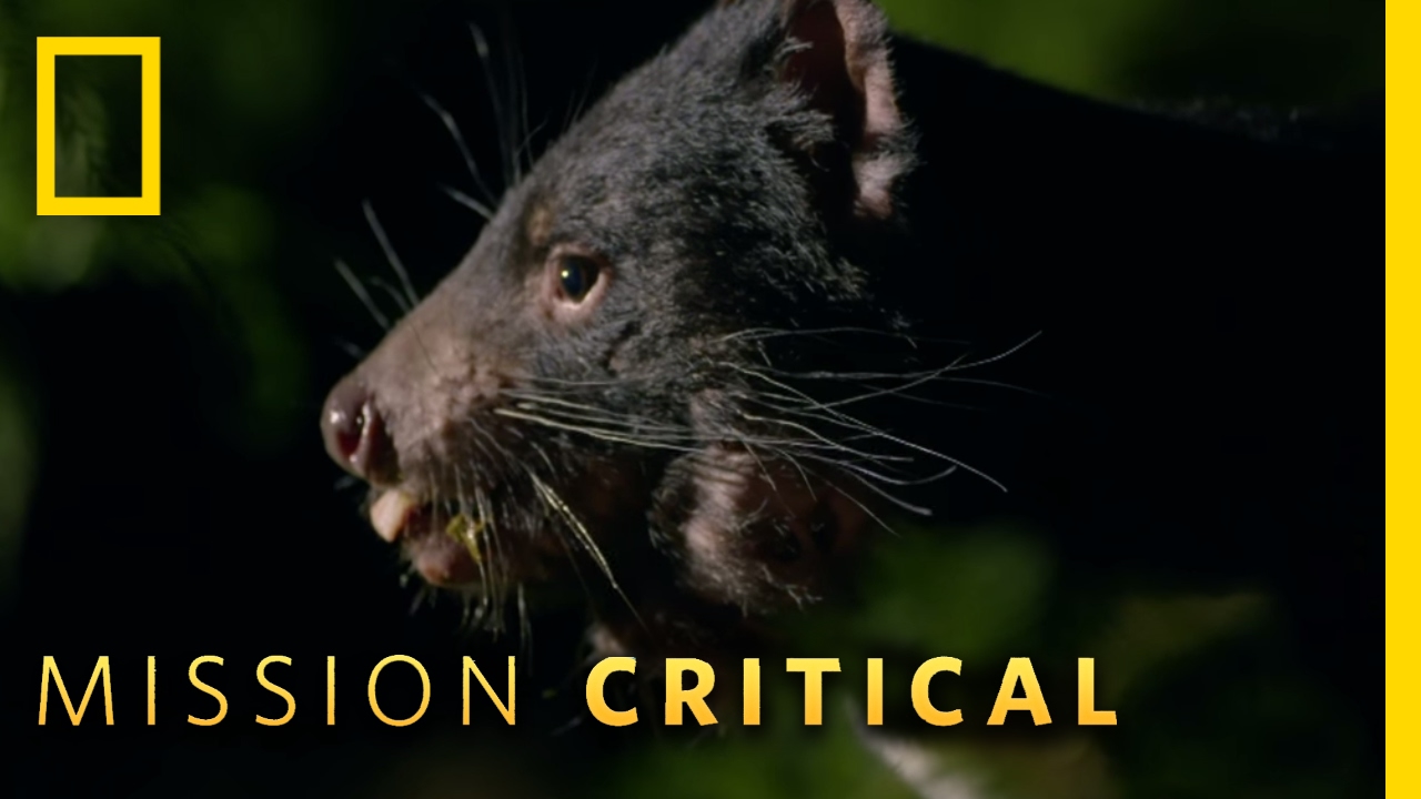 Top 3 Tasmanian Devil Moments | Mission Critical