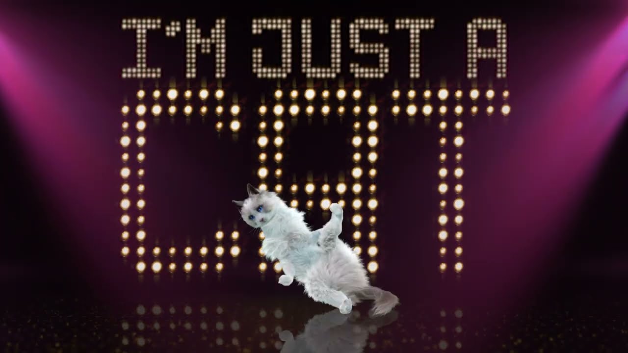 I'M JUST A CAT   SIMON & THE ASTRONAUTS