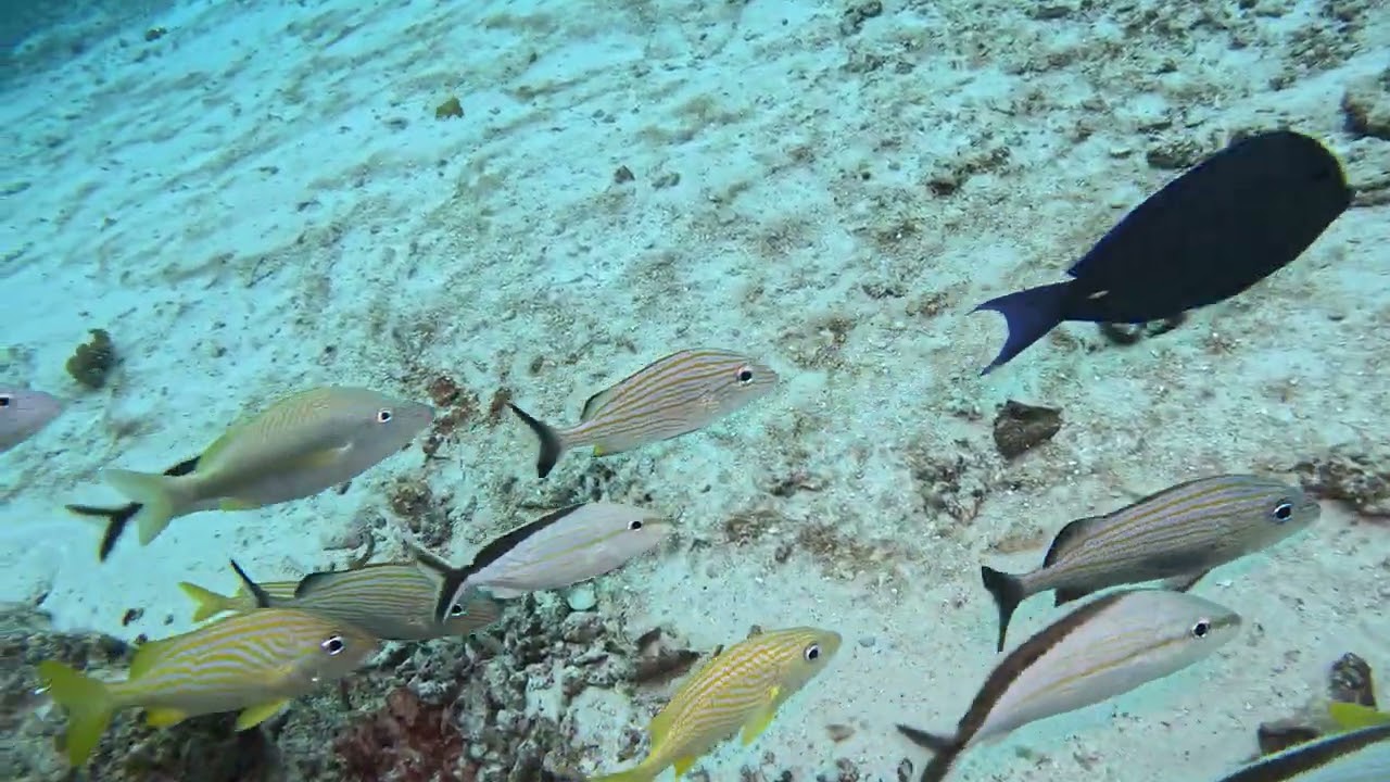 Scuba Diving Cozumel, Mexico