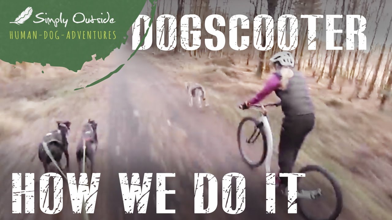Dogscooting Training wie wir es machen