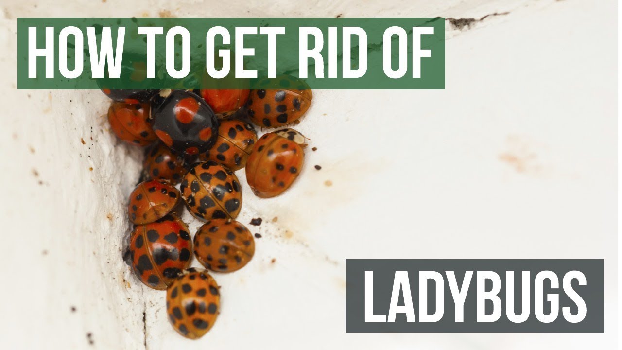 How to Get Rid of Ladybugs (4 Easy Steps)
