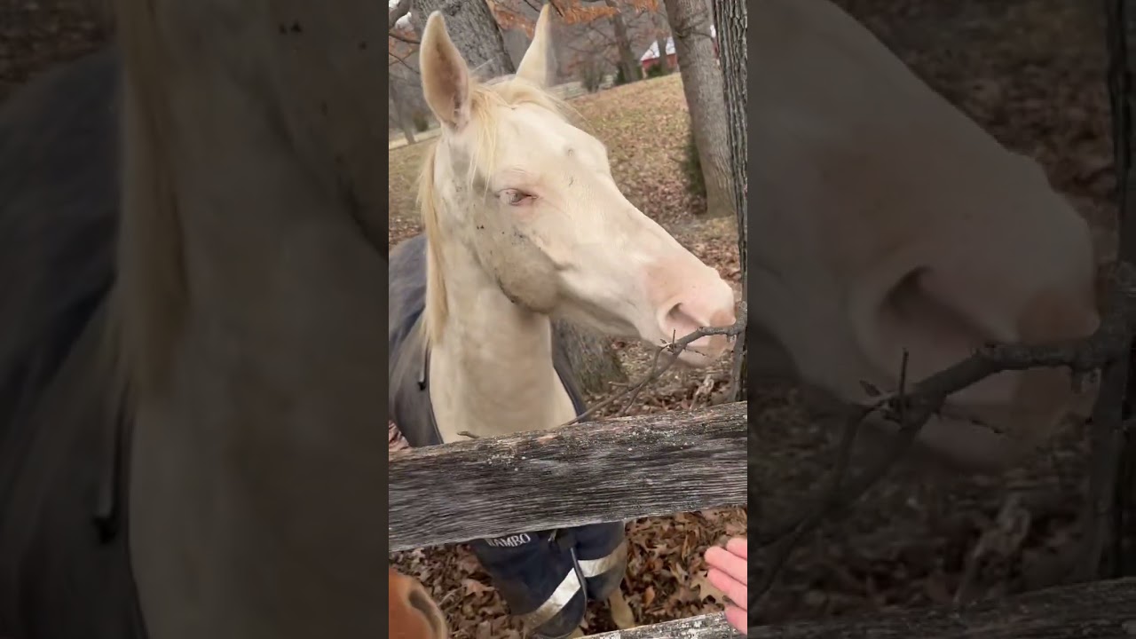 Beautiful Cremello Horse #shorts